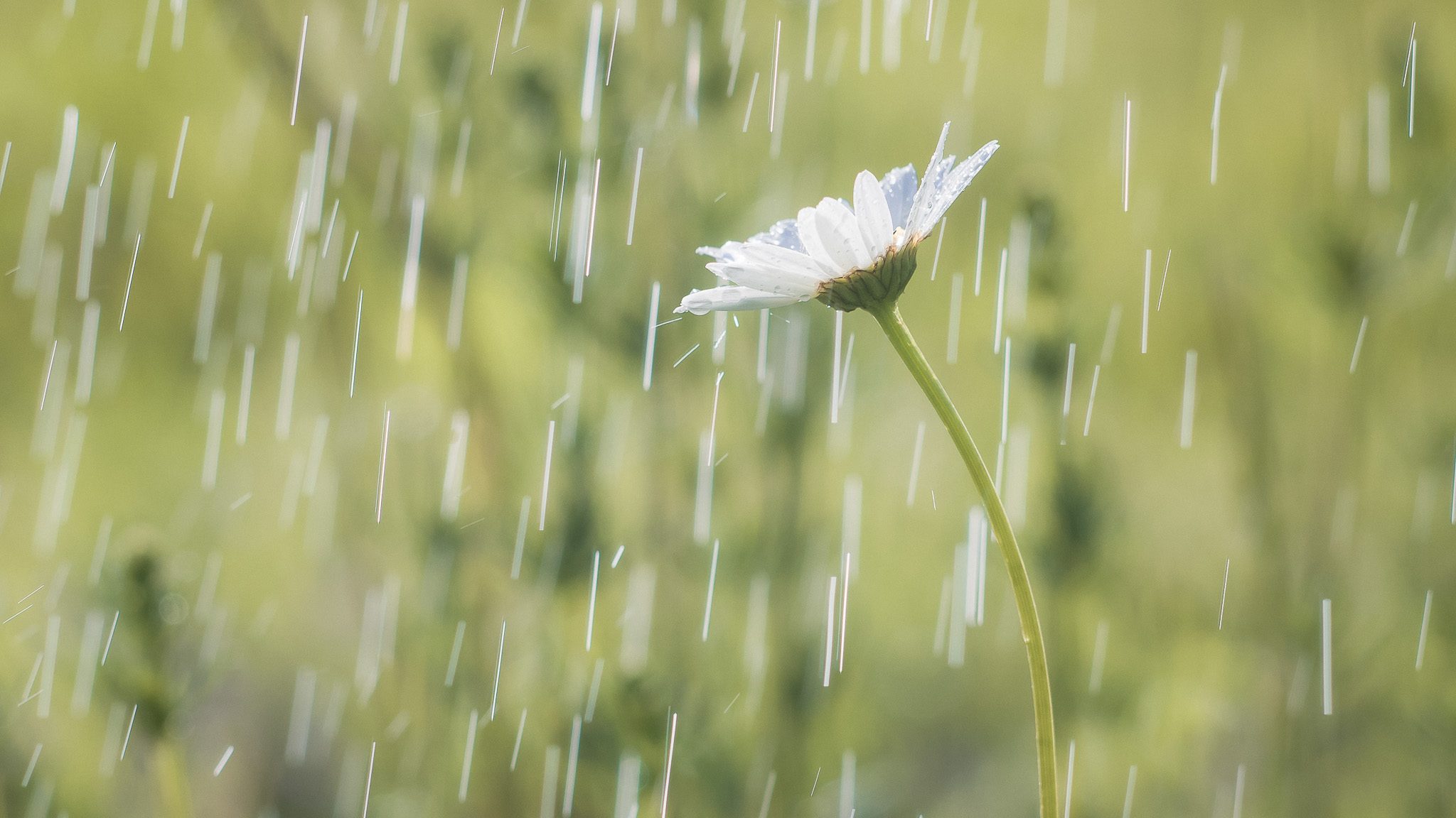 Dra. Carolina Supino, foco no cuidado da constipaçáo infantil